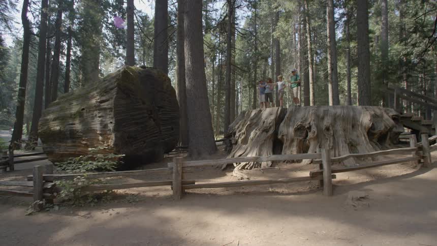 Extremely large tree trunk on display  in a forest setting