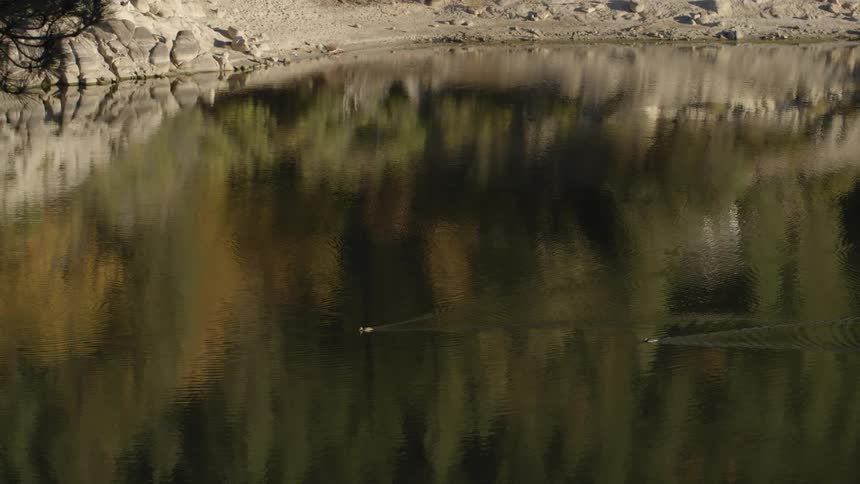 Waterbirds traveling across a lake during the day