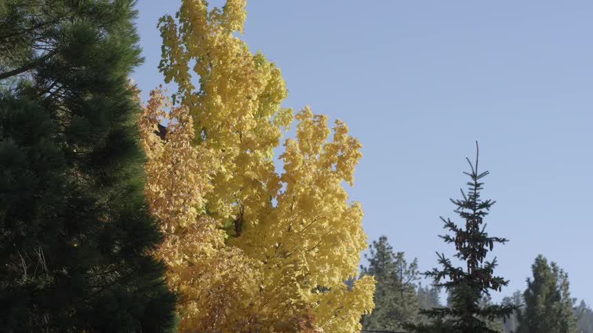 Autumn colored leaves on a tree against a clear blue sky