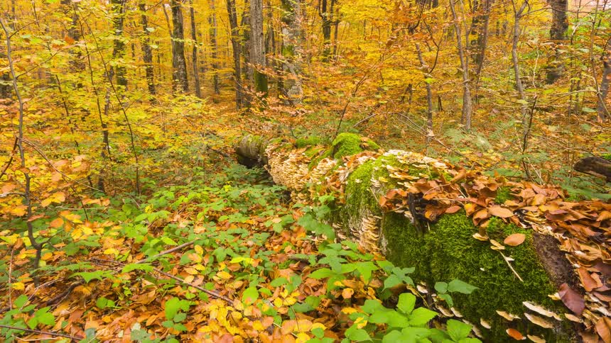 Tree trunk with muscles and dry leaves falling in the middle of an autumn forest