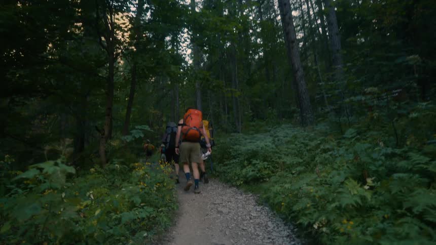 Hikers hike along a path through the forest