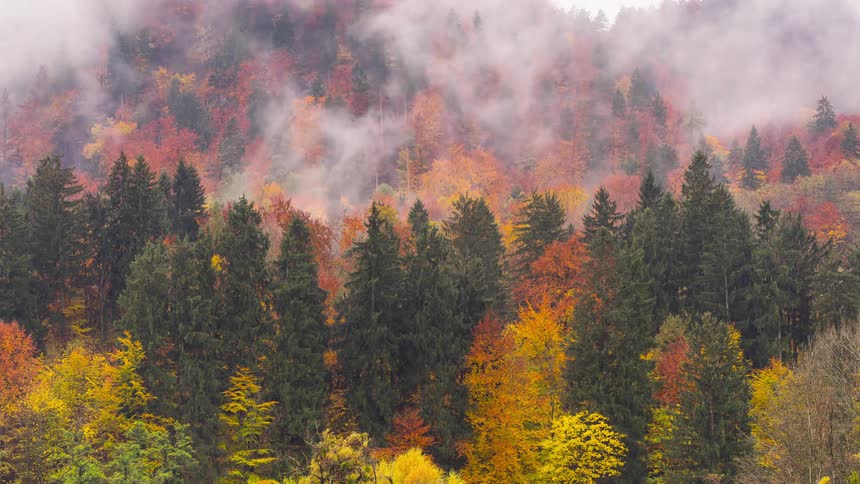 Low clouds passing above a colorful coniferous forest