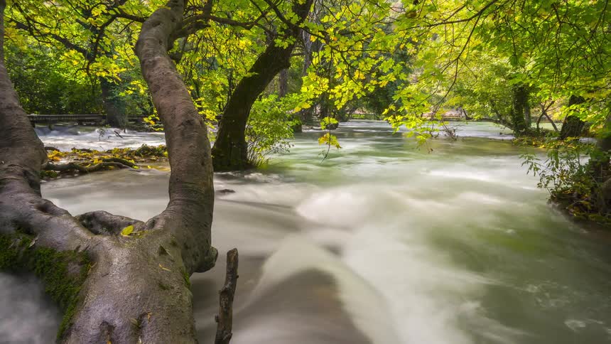 A river flows through a wooded area with a large gnarled tree trunk extending over the waters edge