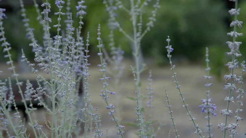 Thin stalks of weeds stand with purplish flowers