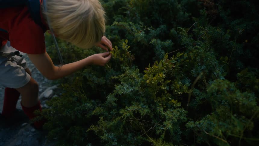 Boy picking a small fruit from a tree and eating it