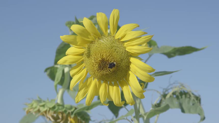 A bee is pollinating a sunflower