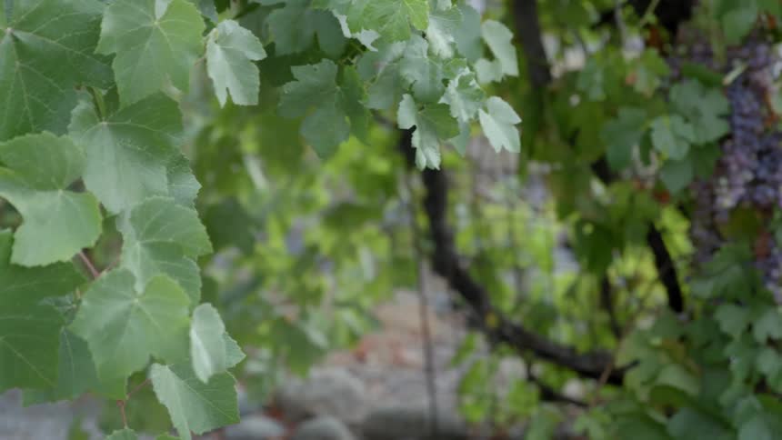 Close up of leaves on a tree on a very calm day