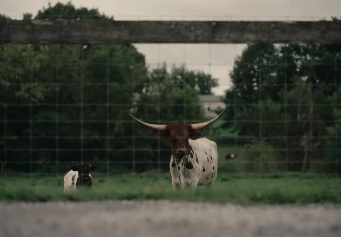 The cows watch the man run by the fence
