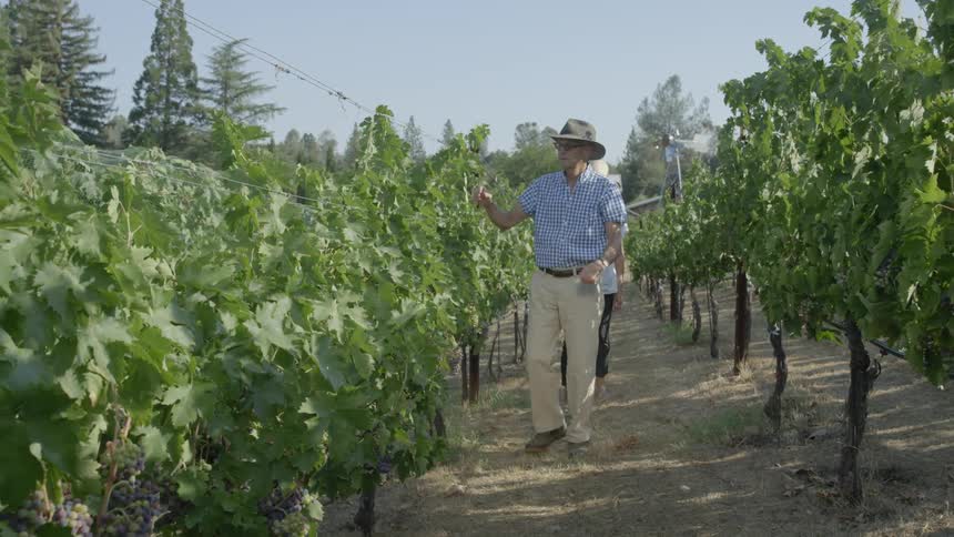 Man and woman walk in the vineyard on a sunny day
