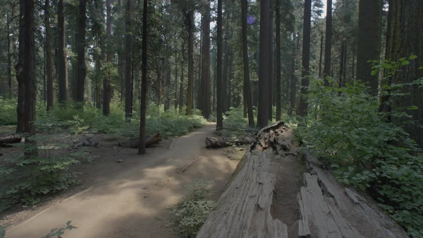 Fallen tree lying parallel to a trail through the wilderness