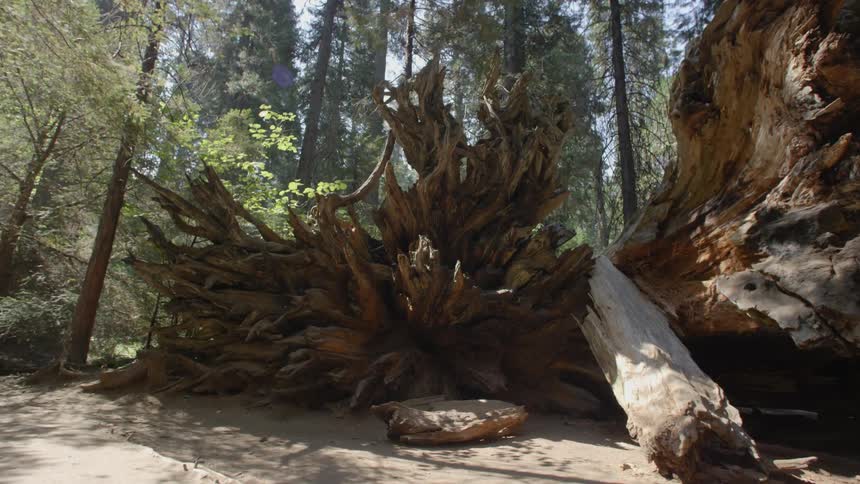 Large tree that has fallen in the forest as seen from its roots side