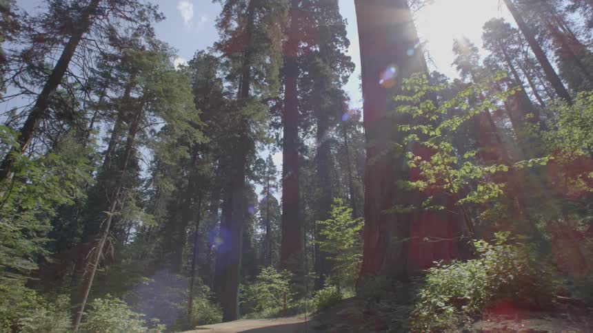 Sun shining down through the trees in a forest