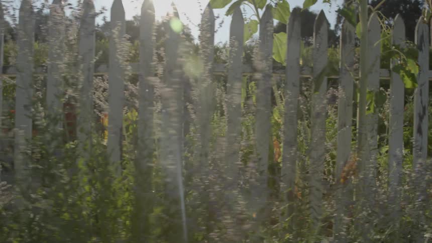 Vegetation grows around and beyond a white picket fence on a sunny day