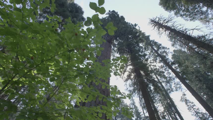 Tall pine trees stretch up toward the sky