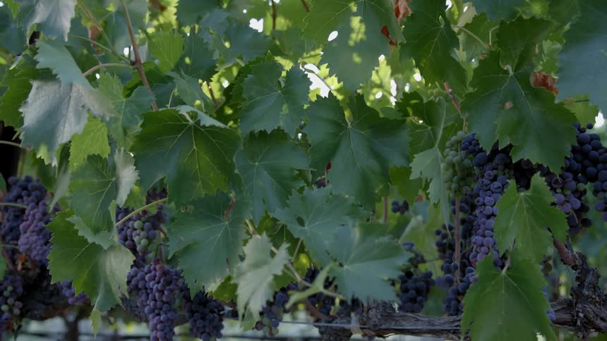Bunches of grapes hang from vines