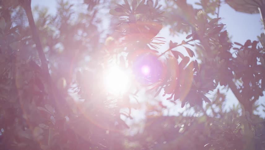 Sunlight flows between branches