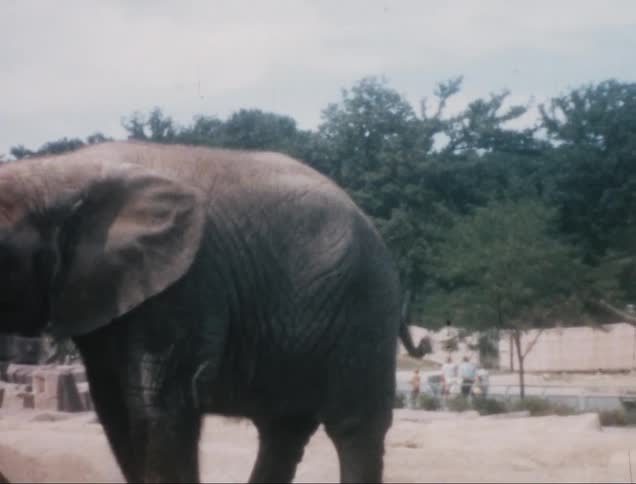 A couple elephants at a zoo