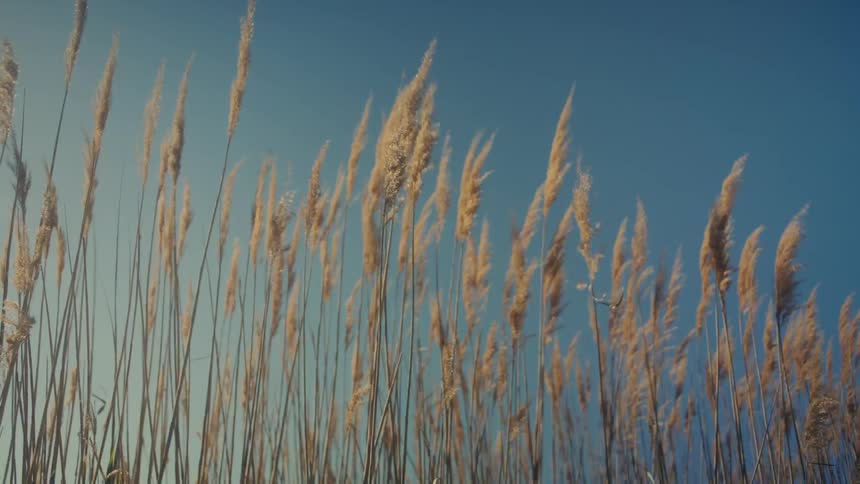 Reeds blows in the wind