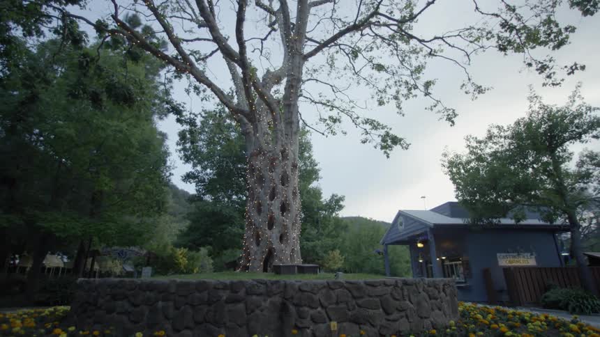 View of a tree with holes in its trunk