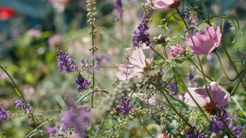 A vibrant garden filled with pink cosmos flowers and purple lavender blooms