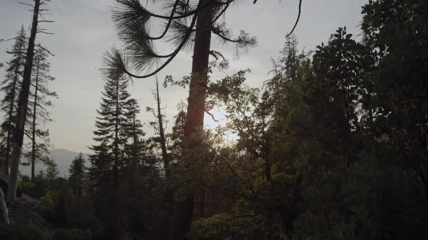 The sun is setting behind the trees of this forest