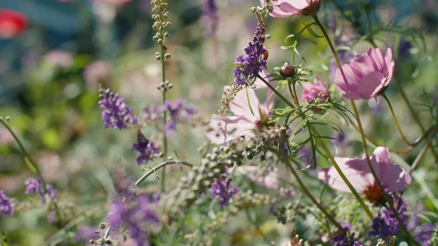 Bees fly among the wildflowers and gather pollen on a sunny day