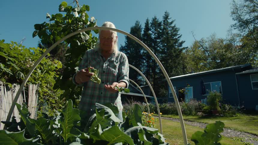 A person tending to leafy green plants in a vibrant garden under a clear blue sky