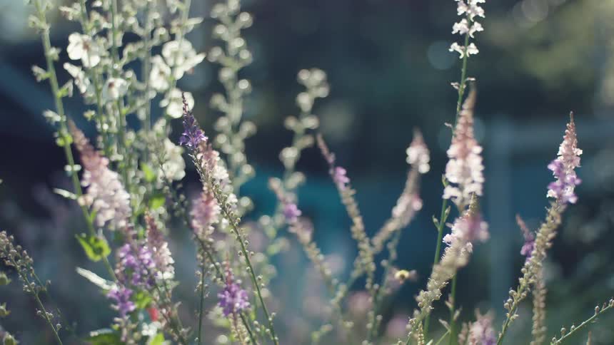 Close up of tall wildflowers with small delicate purple and white flowers