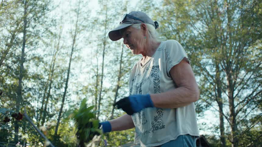 Older woman pulls weeds while gardening in her yard on a summer day