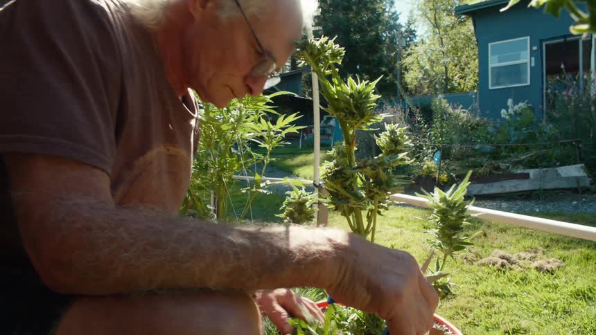 A man is pruning marijuana plants in his yard