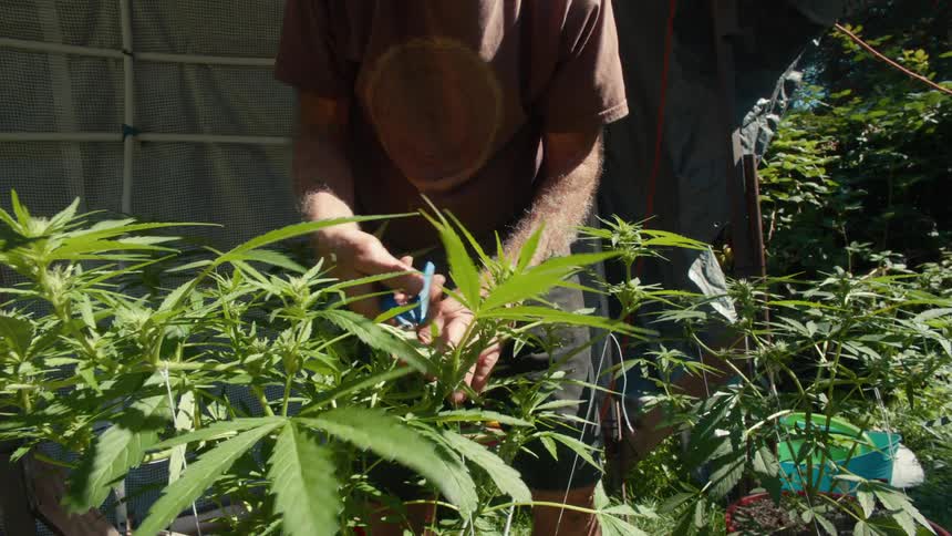 Man with cutting shears tending plants in a backyard