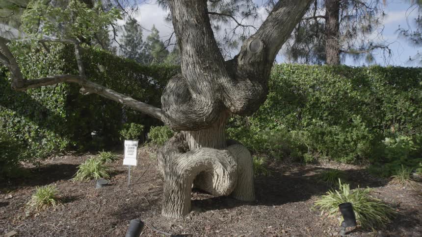 A tree with an elaborately twisted trunk stands in a garden