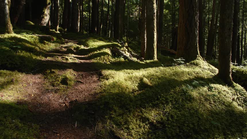 A hiking trail in an evergreen forest on a sunny day