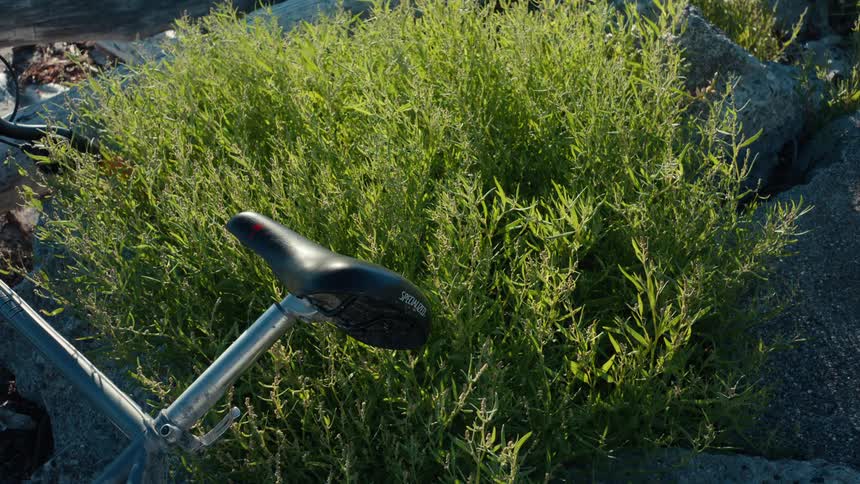 A bicycle seat sits amidst a dense patch of green leafy plants