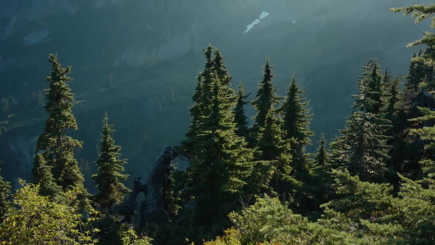 Green coniferous landscape in mountains