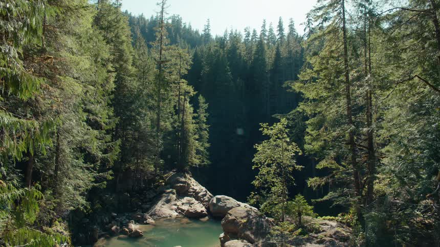 A forest with water