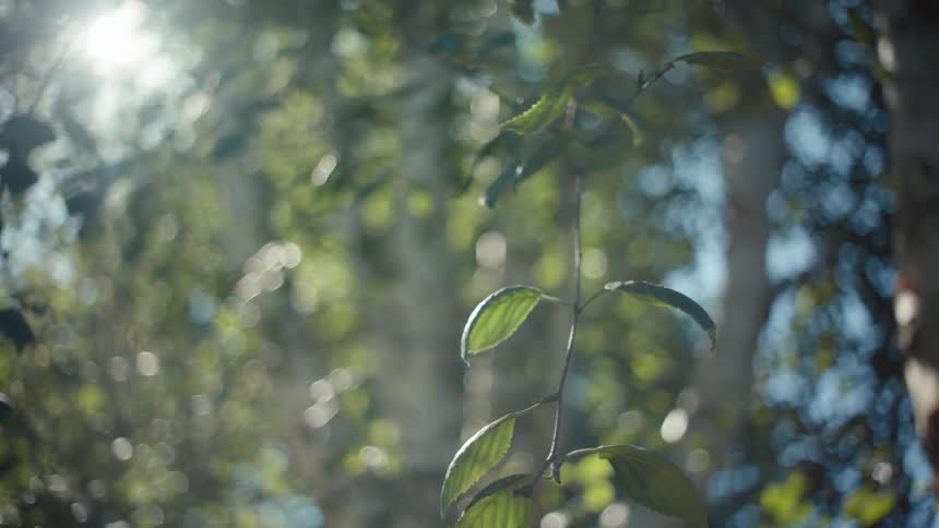 Close up of a branch in the forest with sunlight filtering through the trees