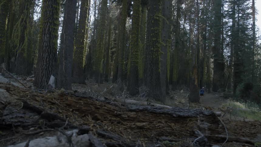 A man jogs through a dense forest