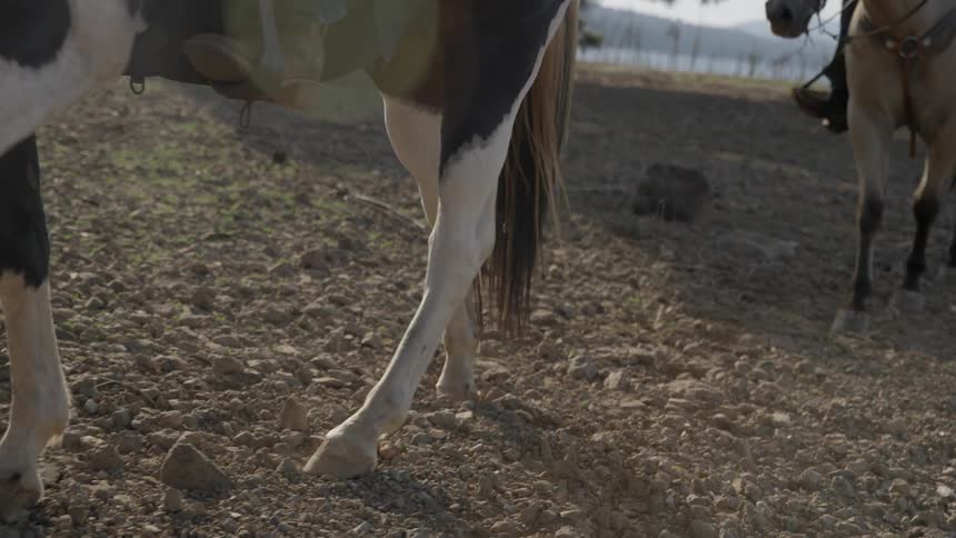 Two horses walking over rocky muddy ground