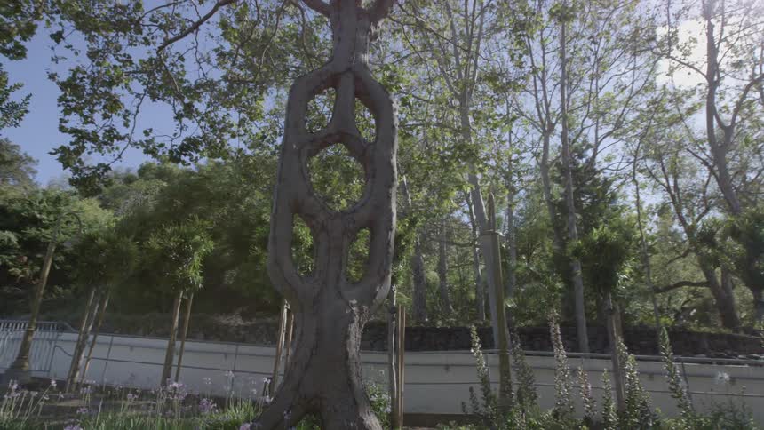 An ornately shaped tree trunk stands overhead