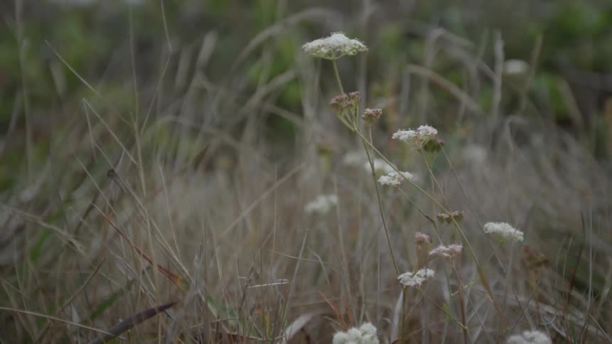 Flowers and weeds blow in the wind