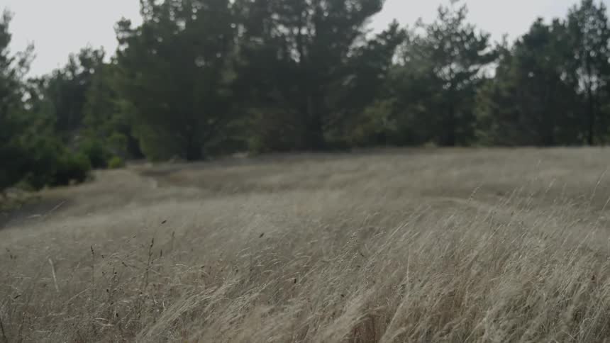 The wind blows the field of yellow grass