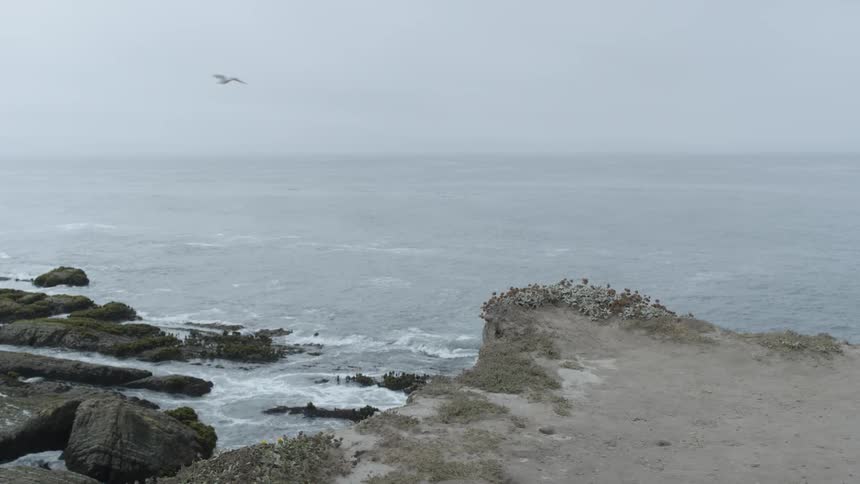 A bird flies over a cliff that is overlooking the ocean
