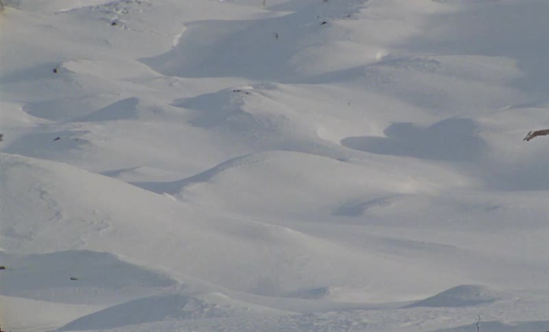 A completely white snowy ground with some small hills