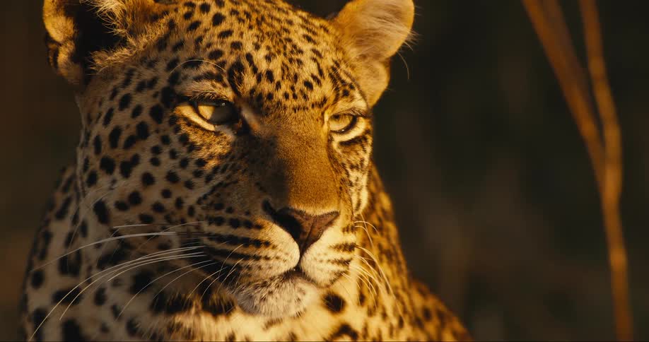 A close up of a leopard