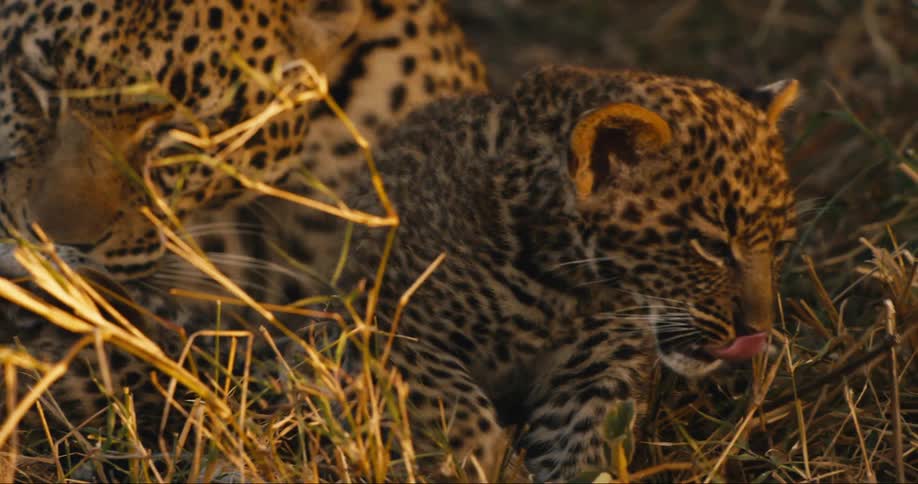 A baby leopard is being cleaned by its parent