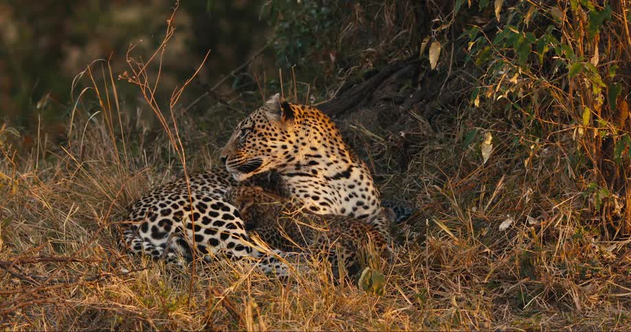 Leopard cub suckling from mother in the wild
