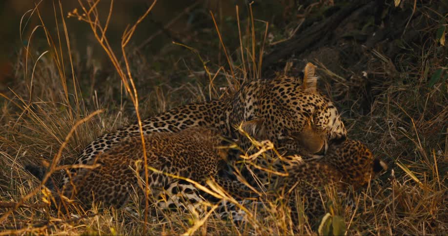 Cheetah mother washes her cubs in the grass