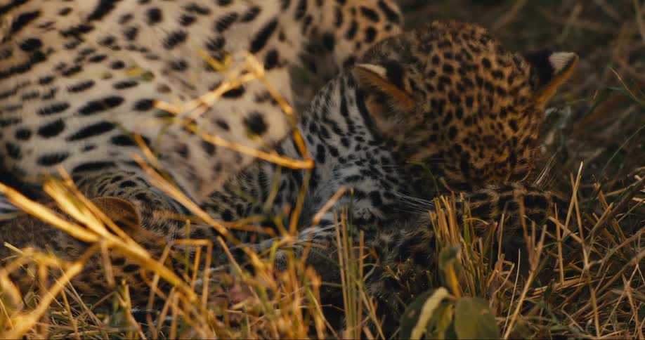 A leopard is licking its fur