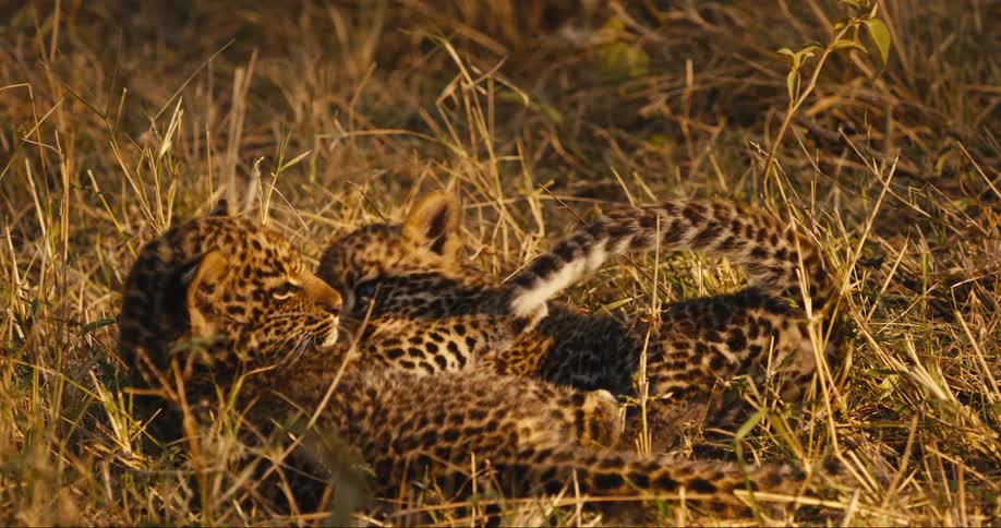 Two leopard cubs playing